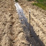 plantation Bretagne d'Armagnac 32800