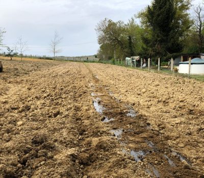 Plantation En Bordure De La Parcelle Gers