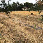 travaux plantation 32