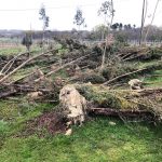 arbres couchés 32