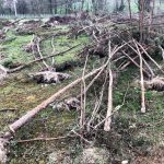 exploitation forestière