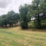 débroussailler un terrain-Truilhé TP 32